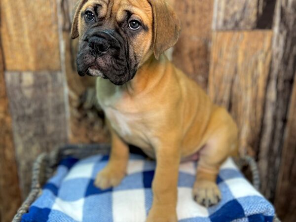 Bull Mastiff DOG Female Red Fawn 22095 Petland Fort Myers, Florida