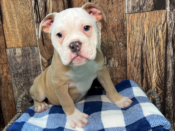 Victorian Bulldog DOG Male Brown & White 22091 Petland Fort Myers, Florida