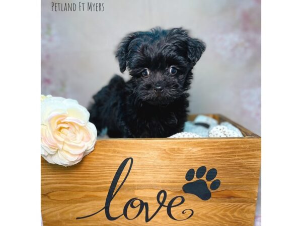 Yorkie Poo DOG Male Black 22099 Petland Fort Myers, Florida