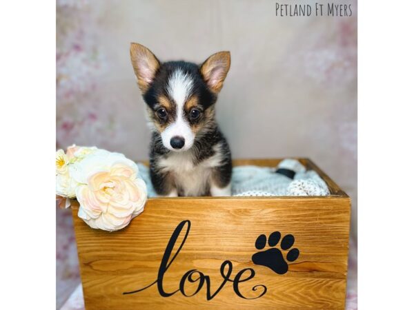 Pembroke Welsh Corgi DOG Male Tri 22098 Petland Fort Myers, Florida