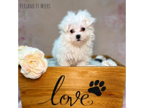 Maltese DOG Male White 22105 Petland Fort Myers, Florida