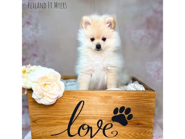 Pomeranian DOG Male Cream 22103 Petland Fort Myers, Florida