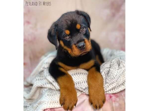 Rottweiler DOG Male Black & Rust 22111 Petland Fort Myers, Florida