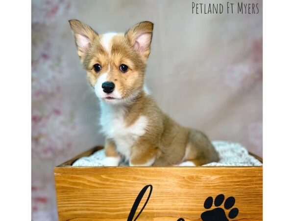 Pembroke Welsh Corgi DOG Female Sable 22107 Petland Fort Myers, Florida