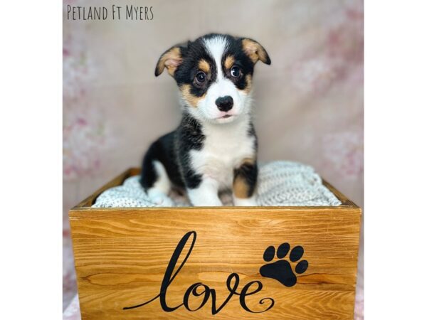 Pembroke Welsh Corgi DOG Male Black 22106 Petland Fort Myers, Florida