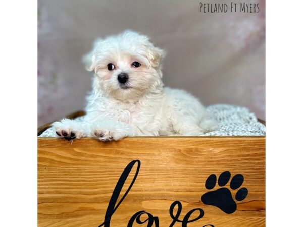 Malti Poo DOG Male White 22110 Petland Fort Myers, Florida