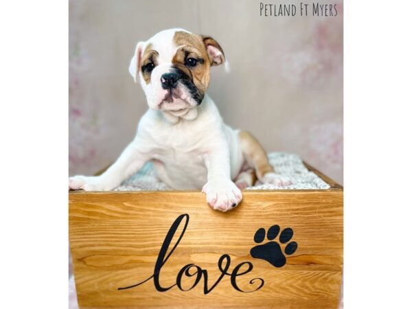 English Bulldog DOG Female White & Red 22100 Petland Fort Myers, Florida