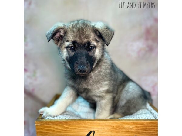 Norwegian Elkhound DOG Female Black White & Silver 22102 Petland Fort Myers, Florida