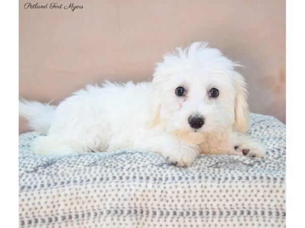 Coton De Tulear DOG Male White 22137 Petland Fort Myers, Florida