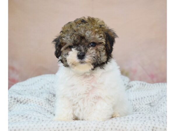 Bichapoo-DOG-Male-White & Brown, Parti-22135-Petland Fort Myers, Florida