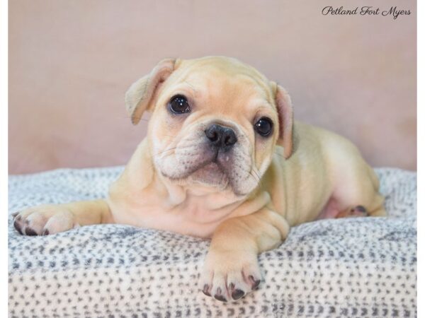 French Bulldog DOG Male Fawn 22134 Petland Fort Myers, Florida