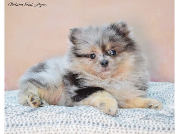 Pomeranian DOG Female Blue Merle & Tan 22133 Petland Fort Myers, Florida