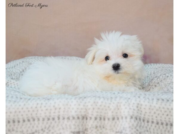 Maltese DOG Male White 22132 Petland Fort Myers, Florida