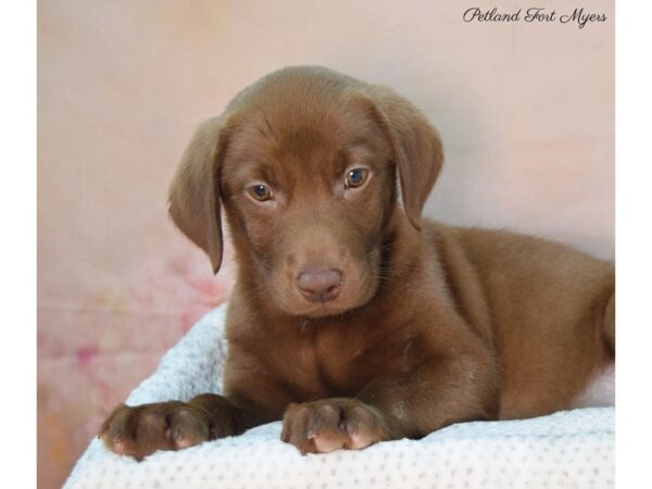 Labrador Retriever DOG Female Chocolate 22131 Petland Fort Myers, Florida