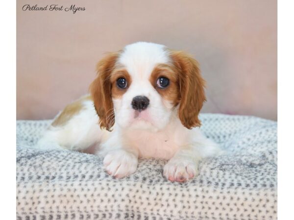 Cavalier King Charles Spaniel DOG Female Blenheim 22130 Petland Fort Myers, Florida