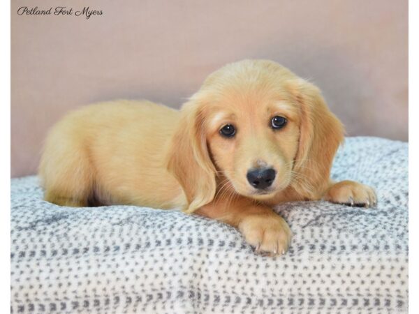 Dachshund DOG Male Tan 22129 Petland Fort Myers, Florida