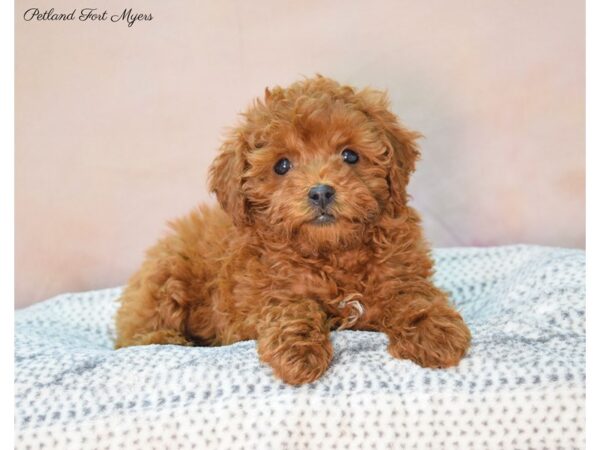 Poodle DOG Female Red 22128 Petland Fort Myers, Florida