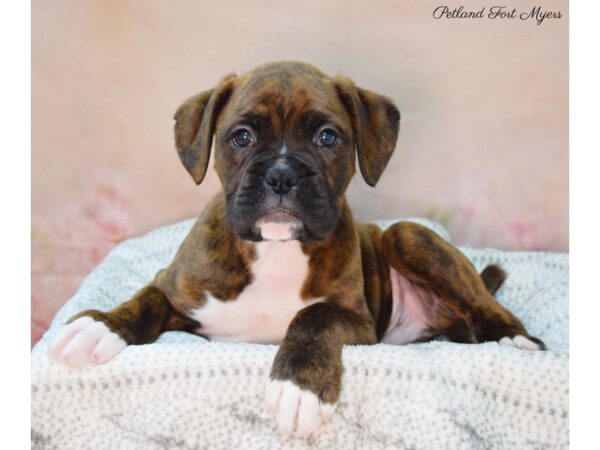 Boxer DOG Male Brindle 22126 Petland Fort Myers, Florida