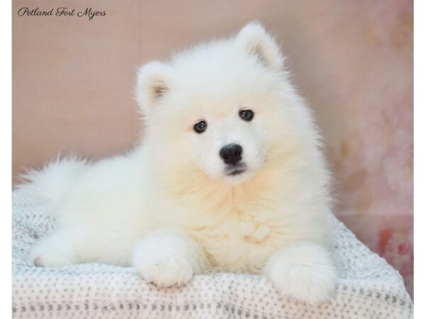 Samoyed DOG Female White 22124 Petland Fort Myers, Florida