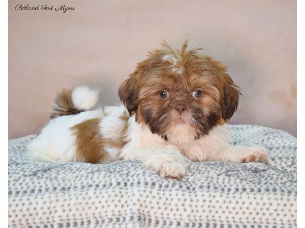 Shih Tzu DOG Female Brown & White 22123 Petland Fort Myers, Florida