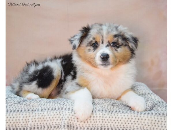 Australian Shepherd DOG Female Blue Merle 22121 Petland Fort Myers, Florida