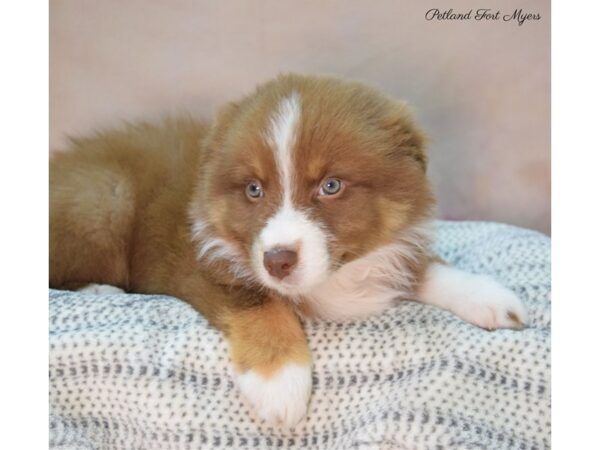 Australian Shepherd DOG Male Red Tan & White 22120 Petland Fort Myers, Florida