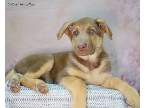 German Shepherd DOG Male Lvr 22119 Petland Fort Myers, Florida