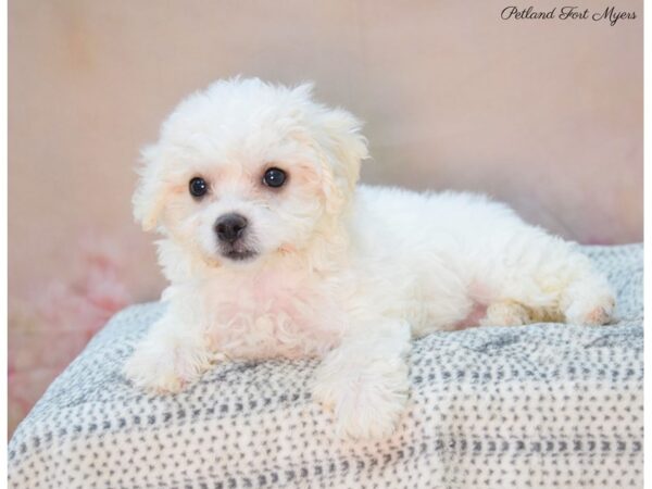 Bichon Frise DOG Female White 22117 Petland Fort Myers, Florida