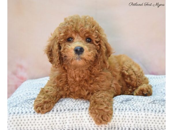 Miniature Goldendoodle DOG Female Red 22115 Petland Fort Myers, Florida