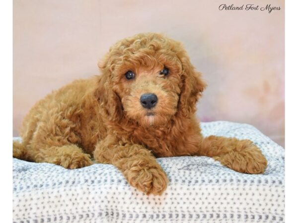 Miniature Goldendoodle DOG Male Red 22114 Petland Fort Myers, Florida