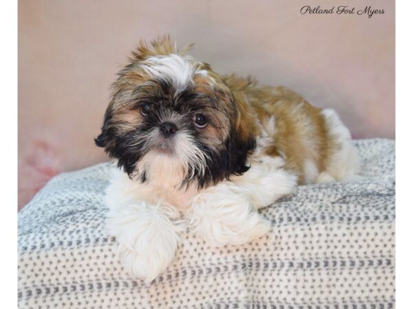 Shih Tzu DOG Male Gold/W/Parti 22113 Petland Fort Myers, Florida