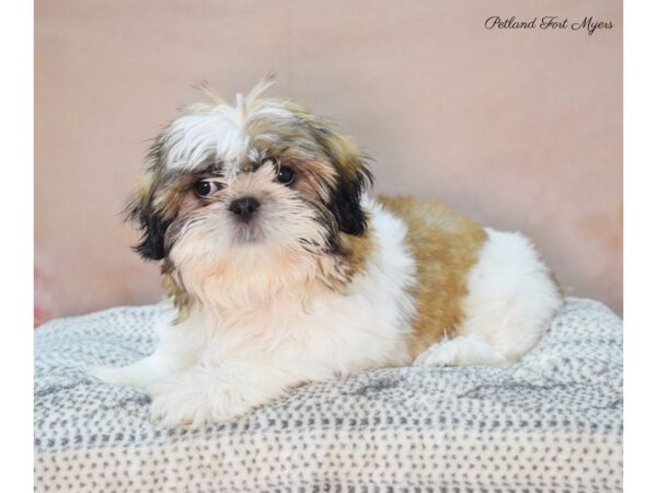 Shih Tzu DOG Male Gold/W/Parti 22112 Petland Fort Myers, Florida