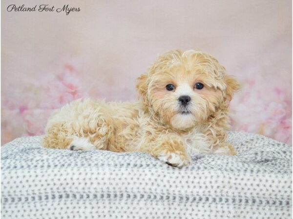 Shih Poo DOG Female Apricot 22153 Petland Fort Myers, Florida