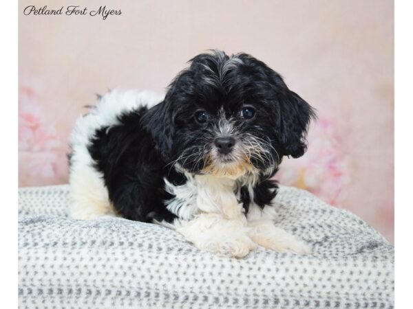 Cavapootzu-DOG-Female-B/W/Parti-22152-Petland Fort Myers, Florida