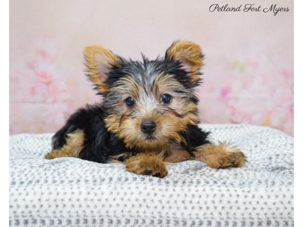 Silkshire Terrier DOG Female B/T 22151 Petland Fort Myers, Florida