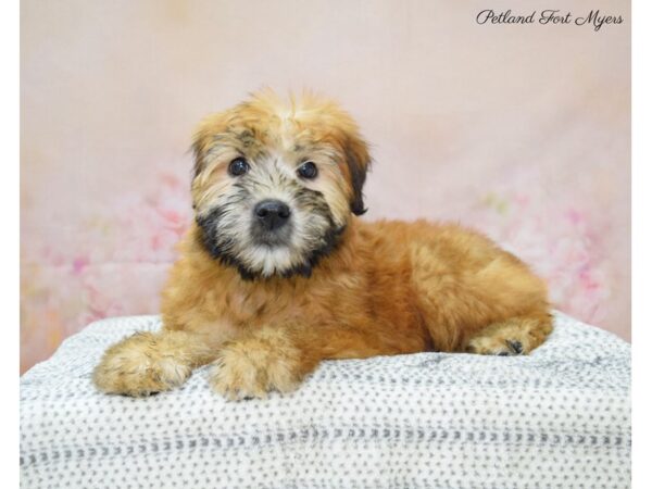 Soft Coated Wheaten Terrier-DOG-Female-Wheaten-22149-Petland Fort Myers, Florida