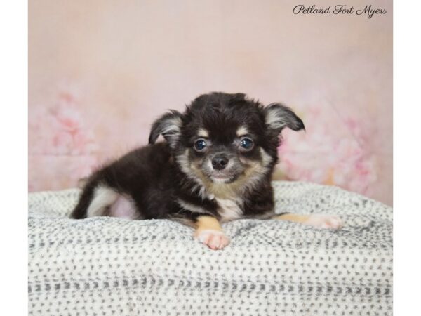 Chihuahua DOG Male B/T/W 22148 Petland Fort Myers, Florida