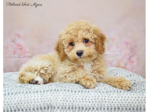 Poodle DOG Female Apricot 22145 Petland Fort Myers, Florida