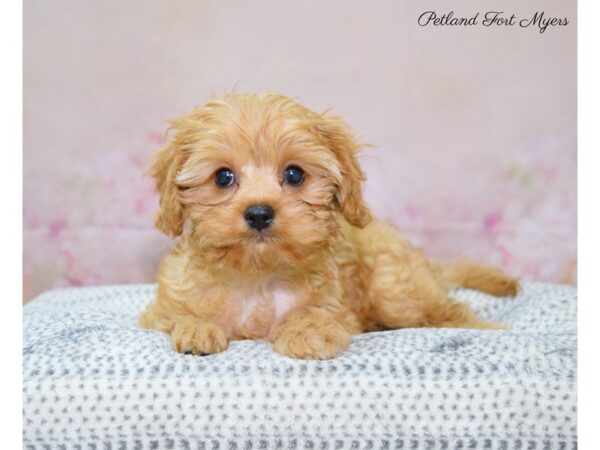 Cava Poo-DOG-Male-Ruby-22139-Petland Fort Myers, Florida