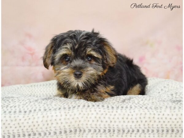 Yorkshire Terrier DOG Female Black & Tan 22144 Petland Fort Myers, Florida