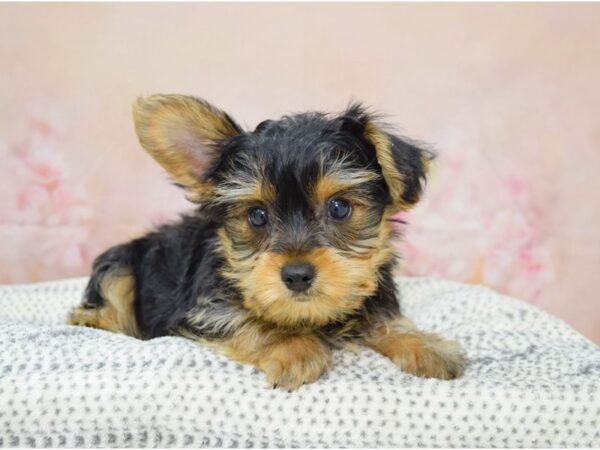 Yorkshire Terrier DOG Male Black & Tan 22143 Petland Fort Myers, Florida