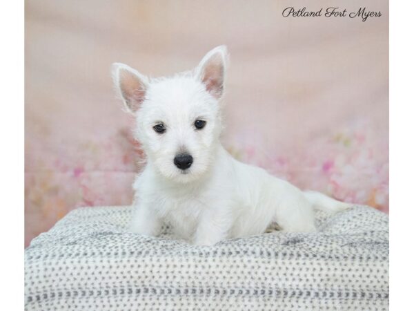 West Highland White Terrier-DOG-Female-White-22142-Petland Fort Myers, Florida