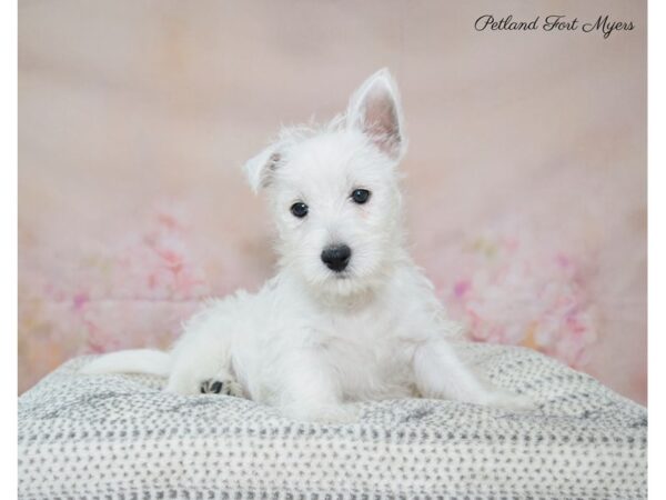 West Highland White Terrier DOG Male White 22141 Petland Fort Myers, Florida