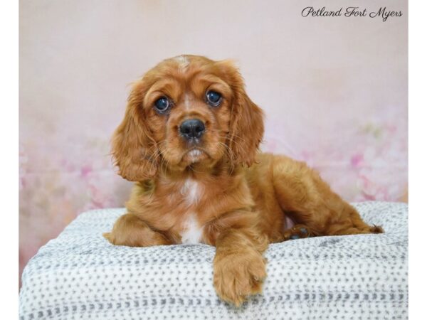 Cavalier King Charles Spaniel DOG Female Ruby 22140 Petland Fort Myers, Florida