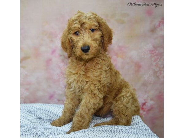 Poodle/Goldendoodle DOG Male Red 22160 Petland Fort Myers, Florida