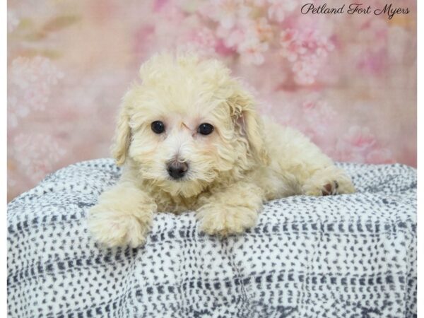 Bichapoo DOG Female Cream 22159 Petland Fort Myers, Florida