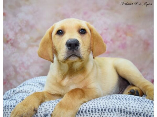 Labrador Retriever DOG Male Yellow 22158 Petland Fort Myers, Florida