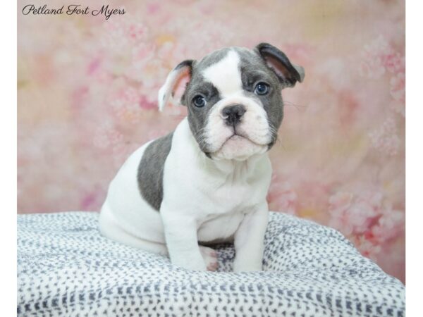 French Bulldog DOG Male White & BL 22154 Petland Fort Myers, Florida