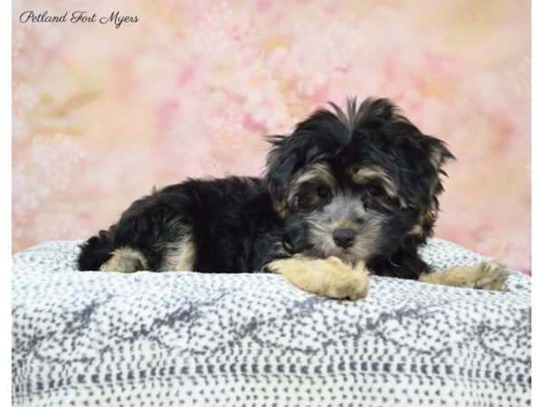 Morkie (Maltese/Yorkshire Terrier) DOG Male Black & Tan 22171 Petland Fort Myers, Florida