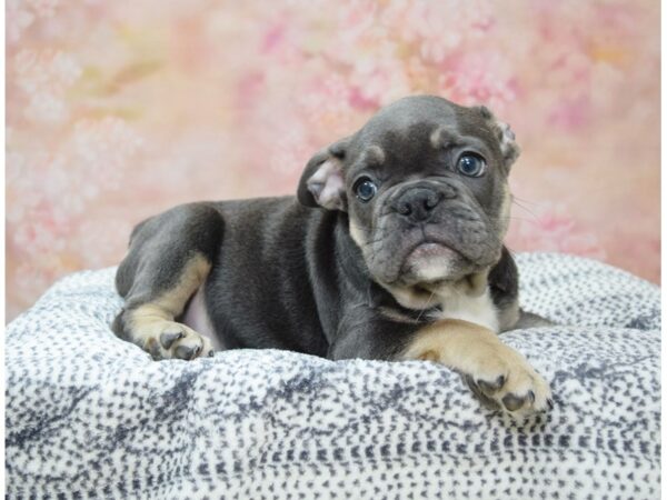 French Bulldog DOG Male BL & Tan 22169 Petland Fort Myers, Florida